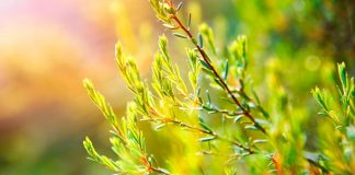 Is Tea Tree Oil Good for Oily Skin thevenusface