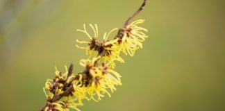 Is Witch Hazel Good for Oily Skin thevenusface